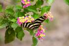 Zebra Heliconian feeding Art Print
